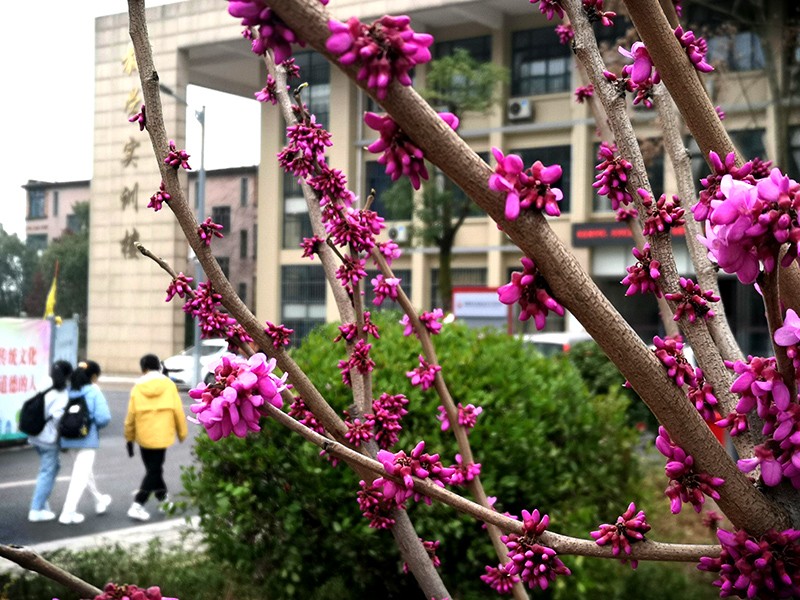 衡陽(yáng)幼高專：春色滿園迎開(kāi)學(xué)